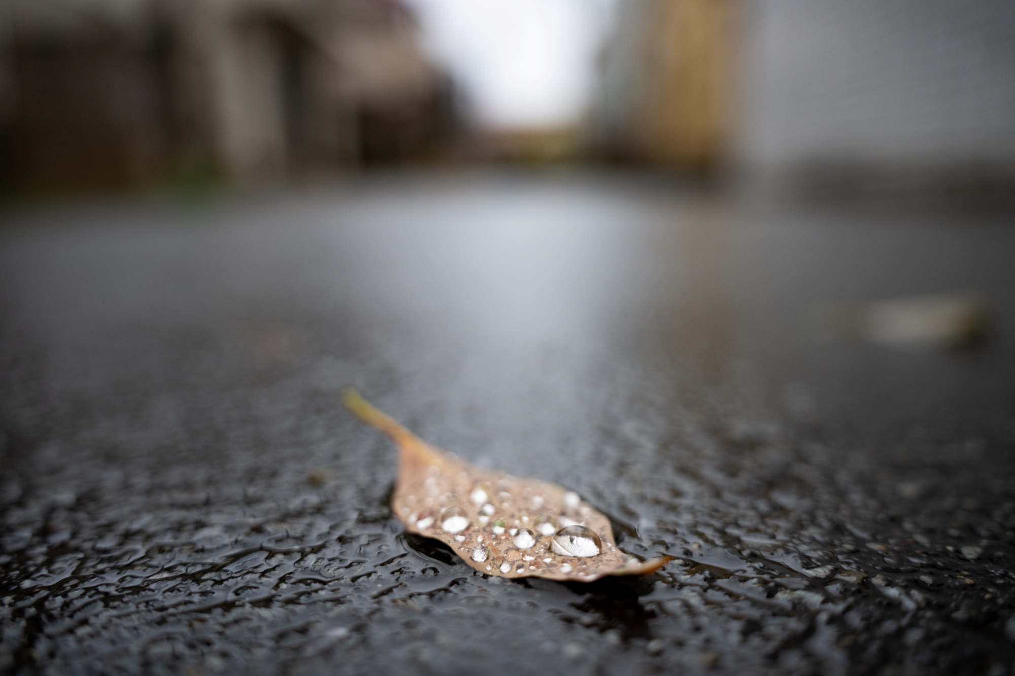 Photo taken by TAMRON Standard Zoom Lens