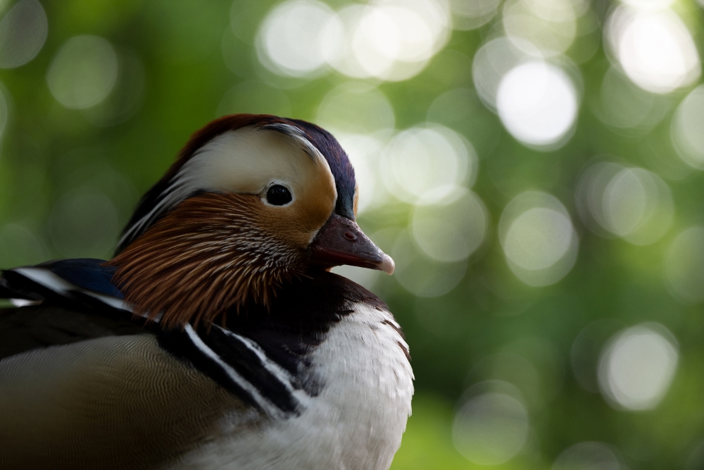 Photo taken by TAMRON Ultra-telephoto Zoom lens