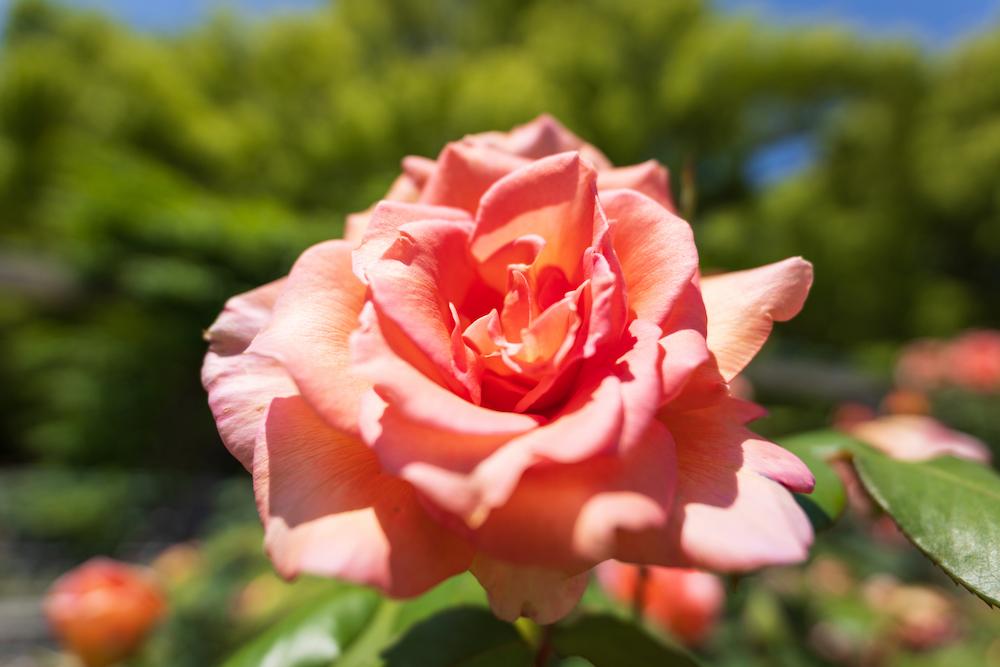 TAMRON 16-30mm F2.8 G2 (Model A064)　Focal length：16mm　Exposure：F2.8　Shutter speed：1/3200sec.　<br>ISO：100