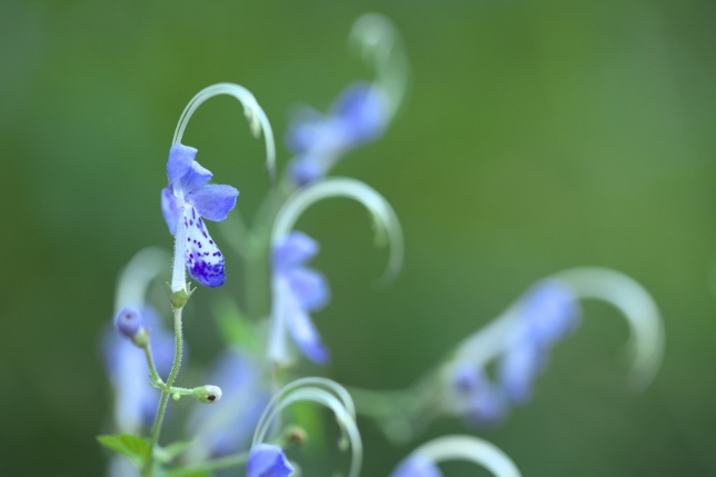 Lens used: Model F017<br>Focal length: 90mm<br>Exposure: F2.8 1/100 sec