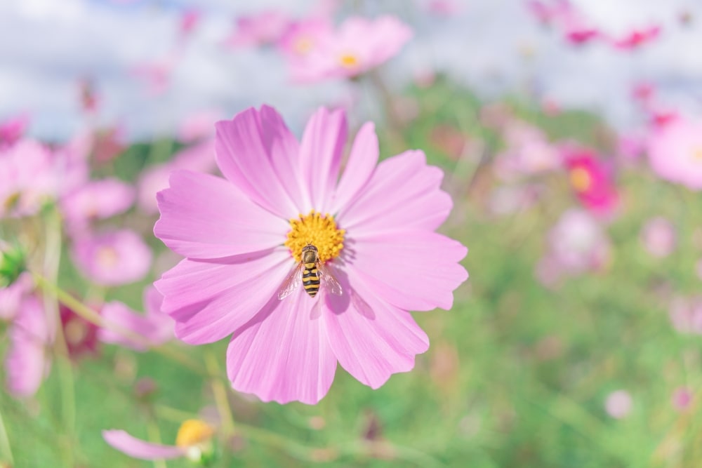 TAMRON 20mm F2.8 (Model F050)　Focal length：20mm　Exposure：F2.8　Shutter speed：1/1600sec　ISO：100